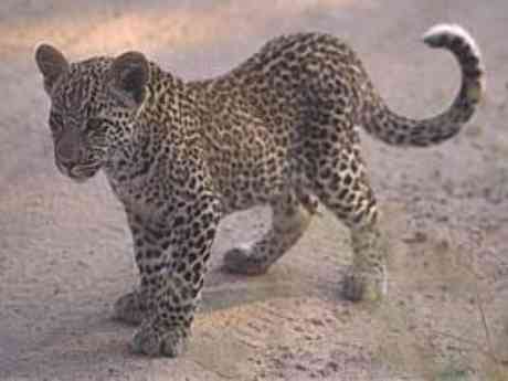 Lost City & Madikwe Luxury Safari